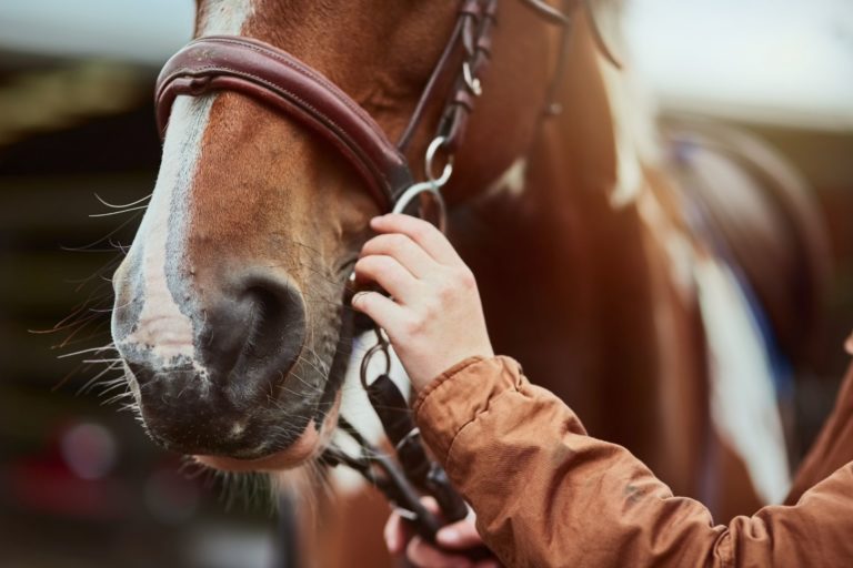 top-security-tips-for-your-horse-farm-sarah-boyd-company